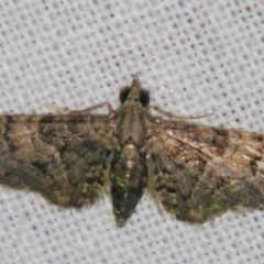 Chloroclystis metallospora (Geometer moth) at Sheldon, QLD - 27 Apr 2007 by PJH123