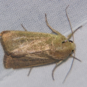 Leucania abdominalis at Sheldon, QLD - suppressed
