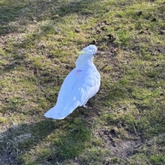 Cacatua galerita (Sulphur-crested Cockatoo) at O'Connor, ACT - 27 Jul 2023 by seb206