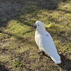 Cacatua galerita at O'Connor, ACT - 27 Jul 2023 03:00 PM