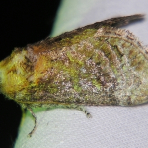 Doratifera pinguis at Sheldon, QLD - suppressed