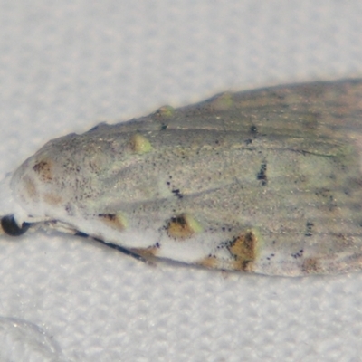 Nola argentea (Silver Tuft-moth) at Sheldon, QLD - 27 Apr 2007 by PJH123