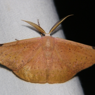 Onycodes rubra (A Geometer moth (Oenochrominae)) at Sheldon, QLD - 27 Apr 2007 by PJH123