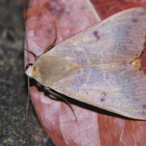 Ophiusa disjungens at Sheldon, QLD - suppressed