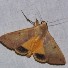 Ophiusa disjungens at Sheldon, QLD - suppressed