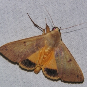 Ophiusa disjungens at Sheldon, QLD - suppressed