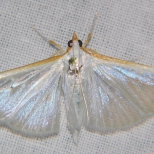 Palpita austrounionalis at Sheldon, QLD - suppressed