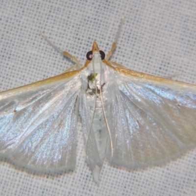 Palpita austrounionalis (Australian Jasmine Moth) at Sheldon, QLD - 27 Apr 2007 by PJH123