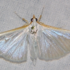 Palpita austrounionalis (Australian Jasmine Moth) at Sheldon, QLD - 27 Apr 2007 by PJH123