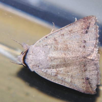 Pantydia sparsa (Noctuid Moth) at Sheldon, QLD - 27 Apr 2007 by PJH123