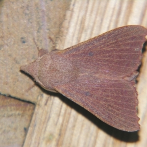 Pararguda crenulata at Sheldon, QLD - suppressed