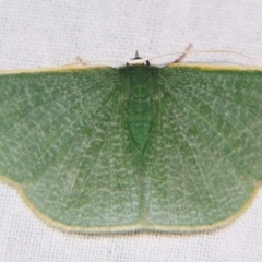Prasinocyma albicosta (An Emerald moth (Geometrinae)) at Sheldon, QLD - 27 Apr 2007 by PJH123