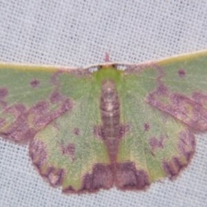 Prasinocyma rhodocosma at Sheldon, QLD - suppressed