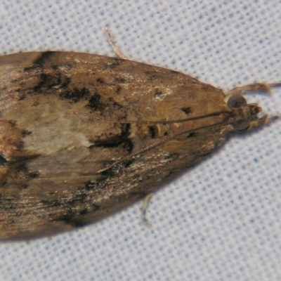Crocidolomia (genus) (A Crambid moth) at Sheldon, QLD - 27 Apr 2007 by PJH123
