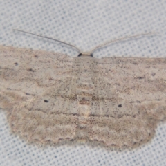 Scopula desita (A Geometer moth) at Sheldon, QLD - 27 Apr 2007 by PJH123