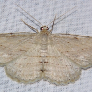 Syneora lithina at Sheldon, QLD - suppressed