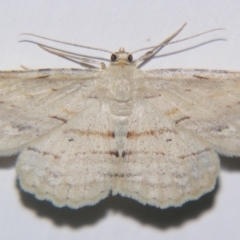 Syneora lithina at Sheldon, QLD - suppressed