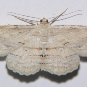 Syneora lithina at Sheldon, QLD - suppressed