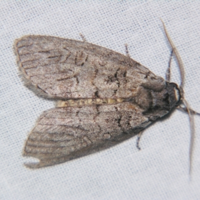 Discophlebia celaena (Variable Snub Moth) at Sheldon, QLD - 27 Apr 2007 by PJH123