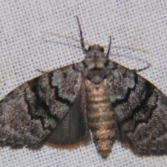 Uraba lugens (Gumleaf Skeletonizer) at Sheldon, QLD - 27 Apr 2007 by PJH123