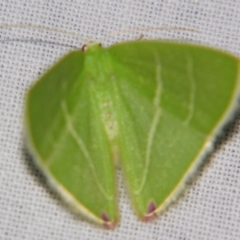 Urolitha bipunctifera (An Emerald moth) at Sheldon, QLD - 27 Apr 2007 by PJH123