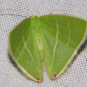 Urolitha bipunctifera at Sheldon, QLD - suppressed