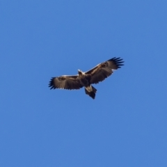 Aquila audax (Wedge-tailed Eagle) at QPRC LGA - 27 Jul 2023 by MarkT