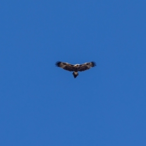 Aquila audax at Jerrabomberra, NSW - suppressed