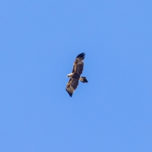 Aquila audax at Jerrabomberra, NSW - suppressed