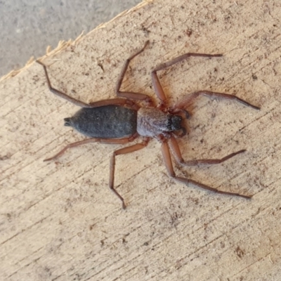 Hemicloea sp. (genus) (Flat bark spider) at Rugosa - 26 Jul 2023 by SenexRugosus