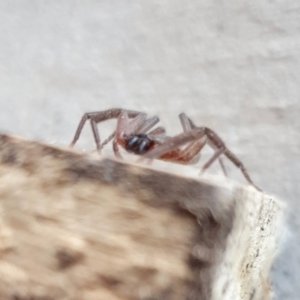 Hemicloea sp. (genus) at Yass River, NSW - 26 Jul 2023 03:57 PM