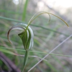 Diplodium decurvum (Summer greenhood) at Tidbinbilla Nature Reserve - 26 Apr 2023 by RobG1