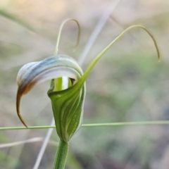 Diplodium decurvum at Tidbinbilla Nature Reserve - suppressed