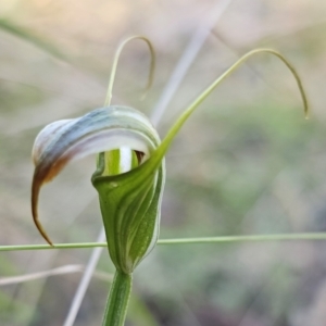 Diplodium decurvum at Tidbinbilla Nature Reserve - 26 Apr 2023