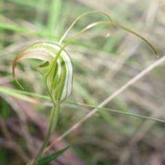 Diplodium decurvum at Tidbinbilla Nature Reserve - suppressed