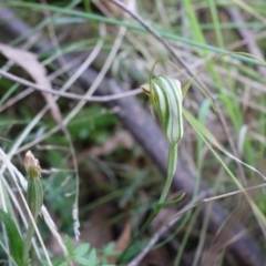 Diplodium decurvum at Tidbinbilla Nature Reserve - 26 Apr 2023