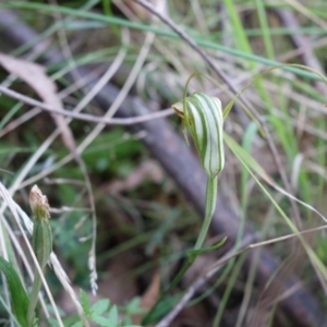 Diplodium decurvum at Tidbinbilla Nature Reserve - suppressed