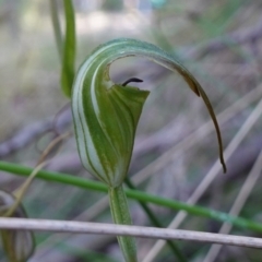 Diplodium decurvum at Tidbinbilla Nature Reserve - 26 Apr 2023