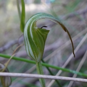 Diplodium decurvum at Tidbinbilla Nature Reserve - suppressed