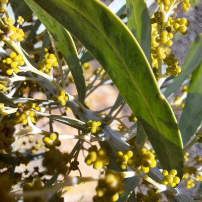 Acacia covenyi (Blue Bush) at Goulburn Wetlands - 27 Jul 2023 by abread111