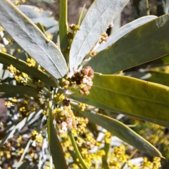 Acacia covenyi at Goulburn, NSW - 27 Jul 2023