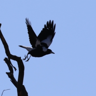 Gymnorhina tibicen (Australian Magpie) at Wanniassa Hill - 27 Jul 2023 by RodDeb