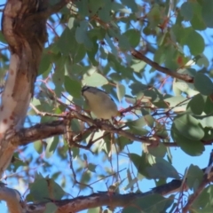 Pardalotus punctatus (Spotted Pardalote) at Macarthur, ACT - 27 Jul 2023 by RodDeb