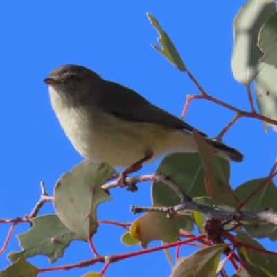 Smicrornis brevirostris (Weebill) at Wanniassa Hill - 27 Jul 2023 by RodDeb