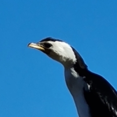 Microcarbo melanoleucos (Little Pied Cormorant) at Mawson, ACT - 27 Jul 2023 by Mike