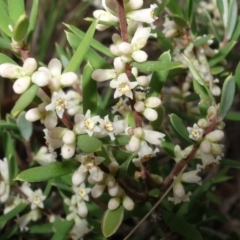 Monotoca scoparia (Broom Heath) at Stromlo, ACT - 1 May 2023 by RobG1