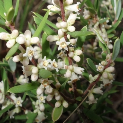 Monotoca scoparia (Broom Heath) at Block 402 - 1 May 2023 by RobG1