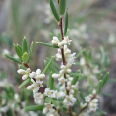 Monotoca scoparia at Stromlo, ACT - 1 May 2023