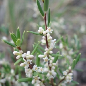 Monotoca scoparia at Stromlo, ACT - 1 May 2023