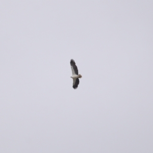 Haliaeetus leucogaster at Cleveland, QLD - 27 Jul 2023 09:35 AM